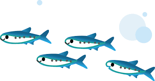 お魚シリーズのご紹介